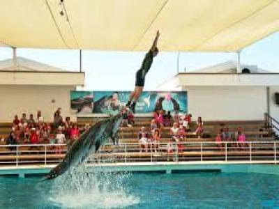 DOLPHIN SHOW