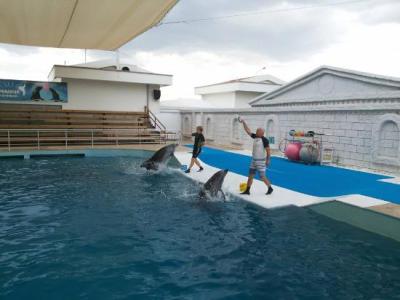 DOLPHIN SHOW